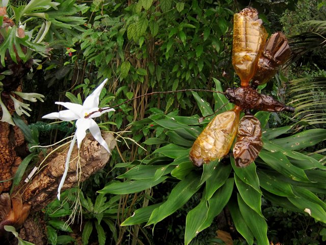 Orchidej a opylovač z pet lahví