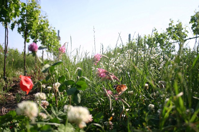 Biodynamicka vinice 1