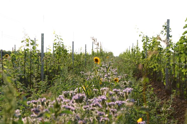 Biodynamicka vinice 2