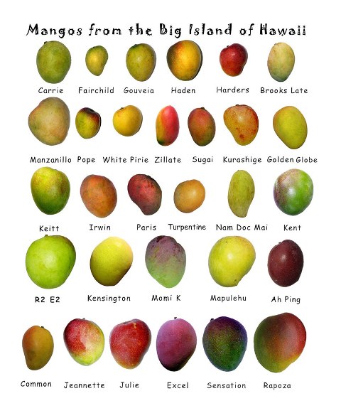 mango - tvary a odrudy