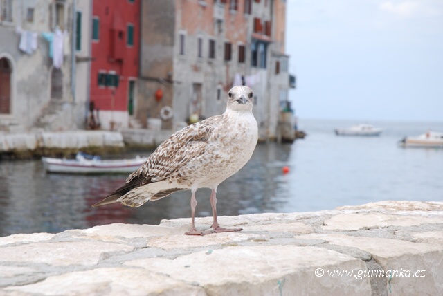 "obrázky z Chorvatska - Istria - Rovinj"