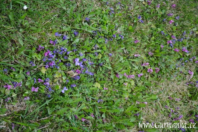 zahrada, fialka, violka vonná, bylinkový ocet