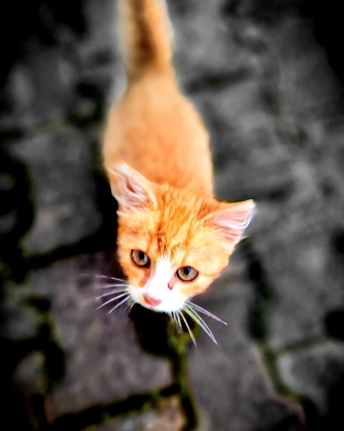 Kocourek Foxy 
P. S. Jsem rád, že mě máš! 😁♥️

#kote #kocourek😻 #catlovers #kocka